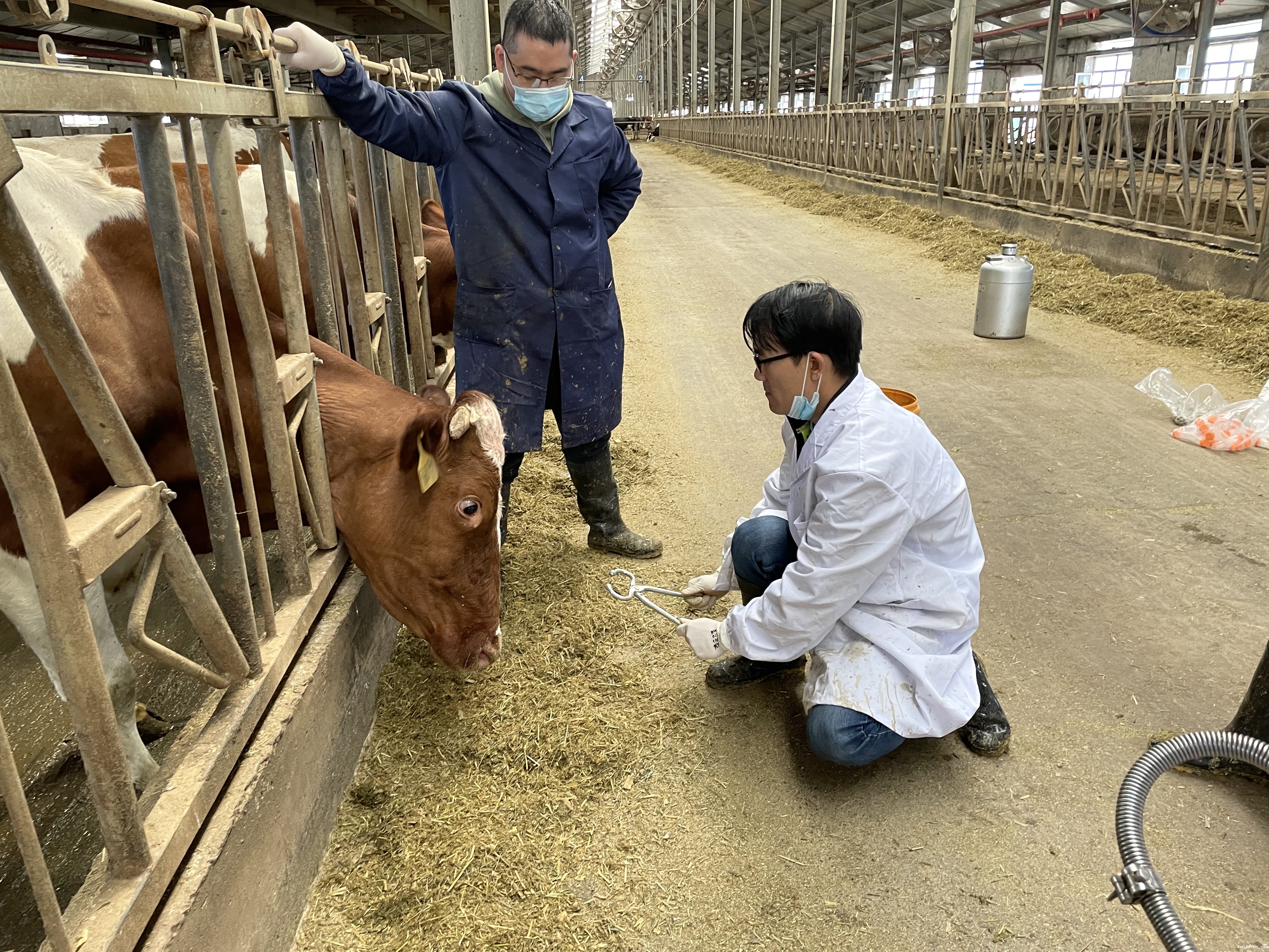 周传社研究员“斗牛”