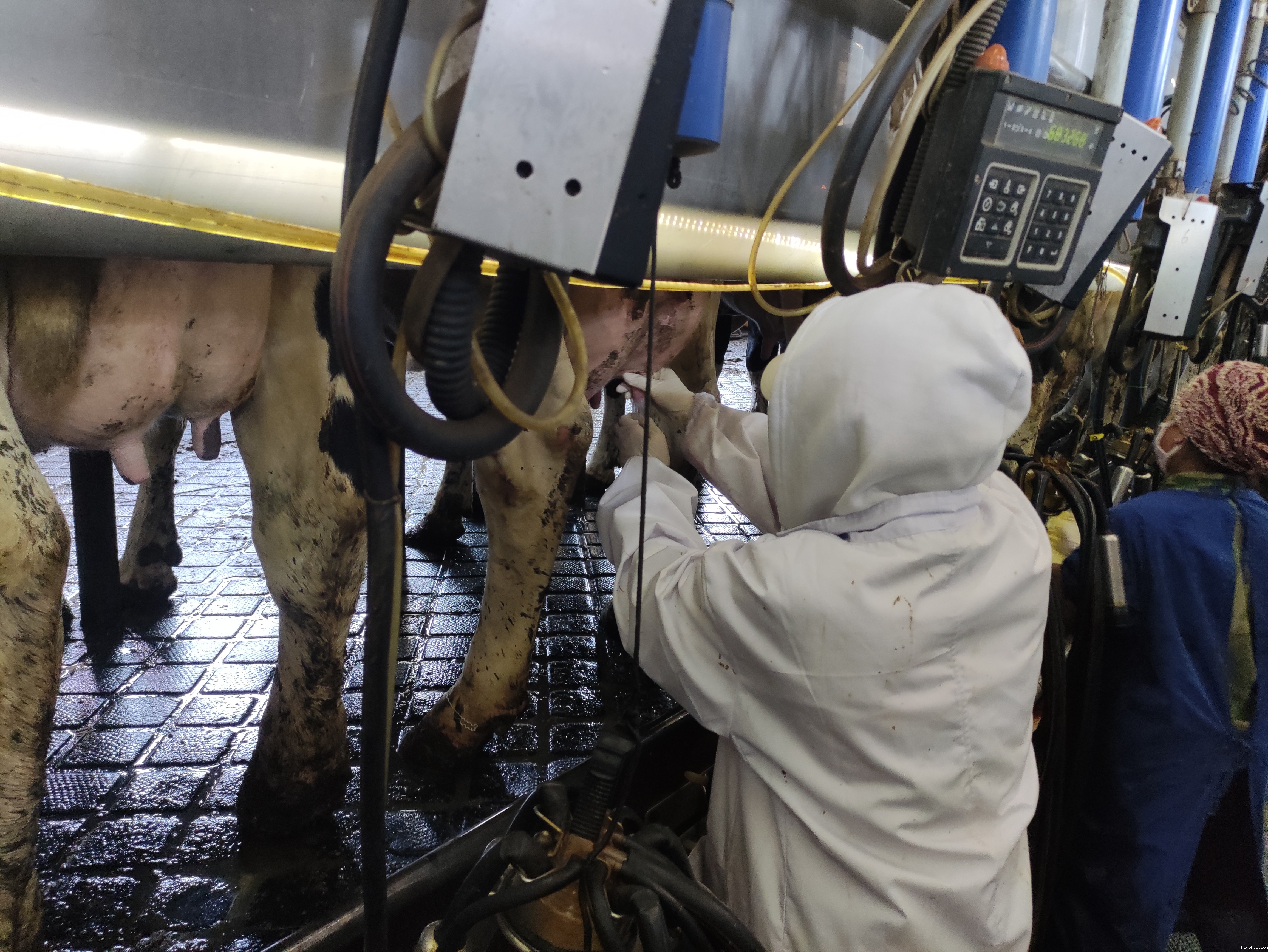 研究生刘梓欣采集牛乳样品