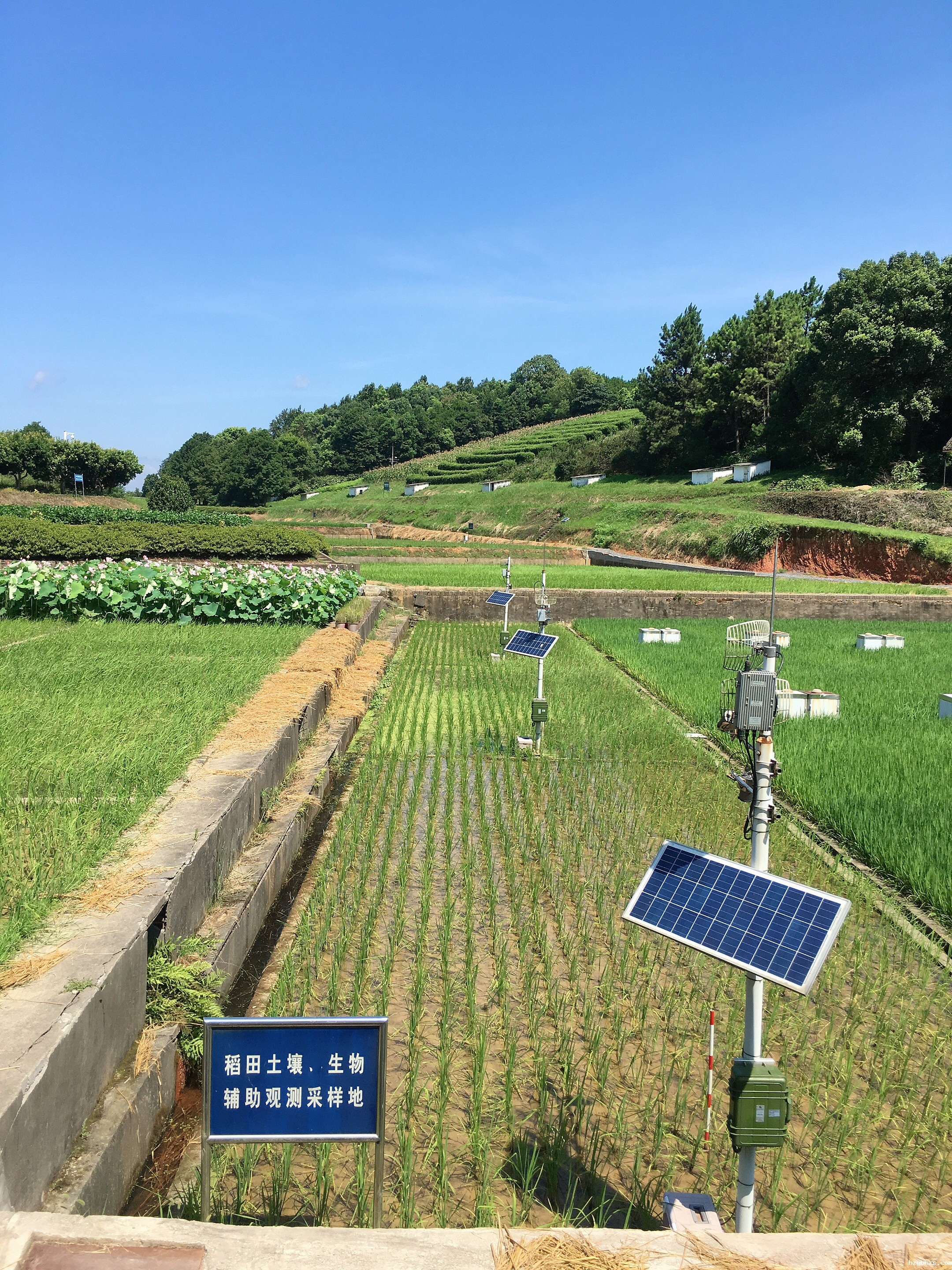 桃源站稻田土壤、生物辅助观测采样地